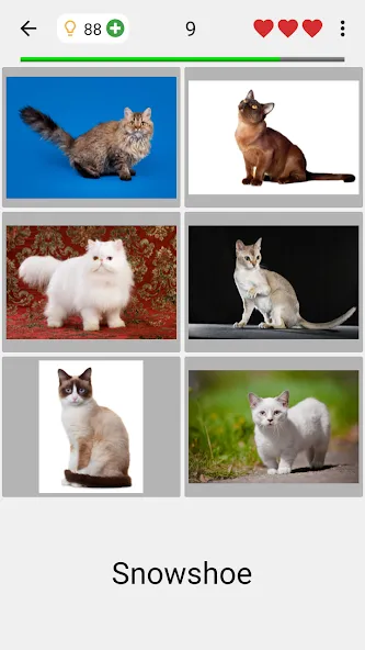 Cats Quiz Guess Popular Breeds — скриншот 2