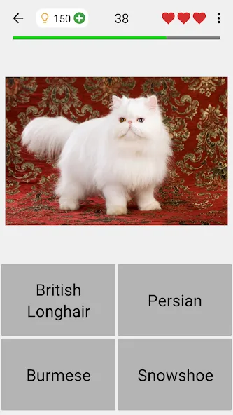 Cats Quiz Guess Popular Breeds — скриншот 4