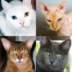 Cats Quiz Guess Popular Breeds — Версия Все ответы открыты
