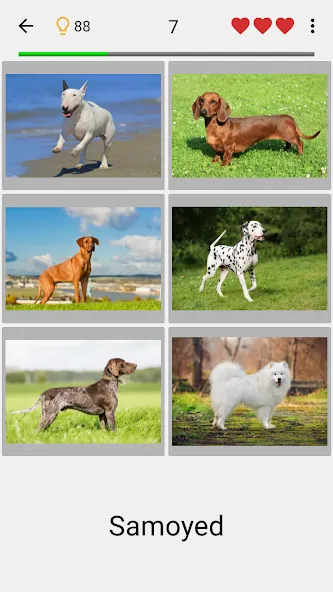 Dogs Quiz - Guess All Breeds! — скриншот 1