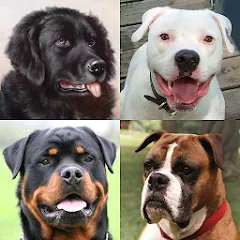 Dogs Quiz - Guess All Breeds! — Модификация Всё открыто
