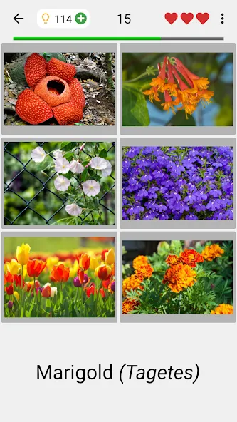 Flowers Quiz - Identify Plants — скриншот 2