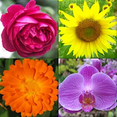 Flowers Quiz - Identify Plants — МОД Разблокированные подсказки