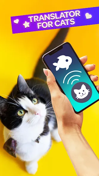 Cat Translator Pet Talk Meow — скриншот 1