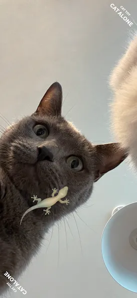 CAT ALONE - Cat Toy — скриншот 1