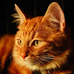 Скачать Talking Lovely Cat на Андроид — Бесконечные деньги