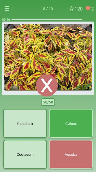 Quiz: Flowers, Plants — скриншот 3